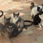 ظاهرة مقاطع قطط الشوارع: بين سحر “الكيوتنس” ومعارك الإنقاذ الرقمية