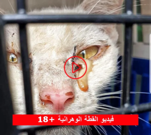 حقيقة فيديو القطة الوهرانية المسرب: تفاصيل الحادثة التي هزت الجزائر ومطالبات بمحاسبة “وحش وهران”